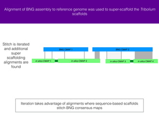 Alignment of BNG assembly to reference genome was used to super-scaffold the Tribolium 
scaffolds 
Stitch is iterated 
and additional 
super 
scaffolding 
alignments are 
found 
BNG CMAP 1 BNG CMAP 2 
+ in silico CMAP 2 - in silico CMAP 3 
+ in silico CMAP 1 + in silico CMAP 4 
Iteration takes advantage of alignments where sequence-based scaffolds 
stitch BNG consensus maps 
 