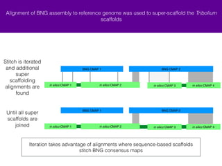 Alignment of BNG assembly to reference genome was used to super-scaffold the Tribolium 
scaffolds 
Stitch is iterated 
and additional 
super 
scaffolding 
alignments are 
found 
BNG CMAP 1 BNG CMAP 2 
+ in silico CMAP 2 - in silico CMAP 3 
+ in silico CMAP 1 + in silico CMAP 4 
Until all super 
scaffolds are 
BNG CMAP 1 BNG CMAP 2 
joined + in silico CMAP 2 - in silico CMAP 3 
+ in silico CMAP 1 + in silico CMAP 4 
Iteration takes advantage of alignments where sequence-based scaffolds 
stitch BNG consensus maps 
 