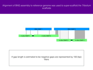 Alignment of BNG assembly to reference genome was used to super-scaffold the Tribolium 
scaffolds 
BNG CMAP 1 BNG CMAP 2 
- in silico CMAP 3 
+ in silico CMAP 2 
+ in silico CMAP 4 
+ in silico CMAP 1 
If gap length is estimated to be negative gaps are represented by 100 (bp) 
fillers 
 