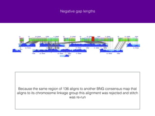 Negative gap lengths 
Is part of scaffold_23 connected to 136?! 
I went with the second alignment (21-26 together and 136-137 together because it is supported by genetic maps) but we should 
check these assemblies. ! ! In bottom alignment of 136 you can see that a large section of the BNG map 32 (which joins 23 to 136) is a duplicate in the BNG 
assembly? 
22 23 129 136 137 
The longest negative gap length is from a BNG consenus map joining in silico 
23 and 136 
 