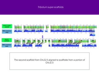 Tribolium super-scaffolds 
Input file N50 (Mb) Number of 
Contigs 
Cumulative 
Length (Mb) 
genome FASTA 1.16 2240 160.74 
super-scaffold 
FASTA 
4.46 2150 165.92 
N50 of the super-scaffolded genome was ~4 times greater than the original 
! 
Super-scaffolds tend to agree with the Tribolium genetic map 
 