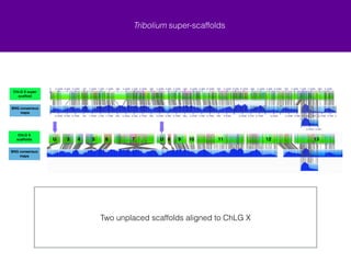 Tribolium super-scaffolds 
Input file N50 (Mb) Number of 
Contigs 
genome FASTA 1.16 2240 160.74 
4.46 2150 165.92 
For Tribolium : 
first minimum percent aligned = 30% 
first minimum confidence = 13 
Cumulative 
Length (Mb) 
second minimum percent aligned = 90% 
second minimum confidence = 8 
! 
super-scaffold 
FASTA 
Lower quality alignments were manually selected if genetic map also supported 
the order 
Complex scaffolds were broken manually for sequence level evaluation 
 