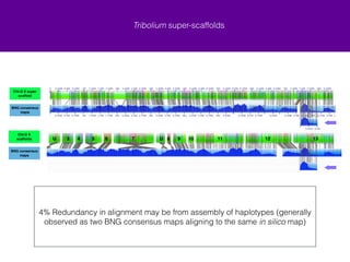 Tribolium super-scaffolds 
min confidence 10 
From ChLGX, 11 of the previous 13 scaffolds were joined with two unplaced scaffolds (U) into one super scaffold. 
ChLG X was reduced from 13 scaffolds to 2 with one scaffold being moved to 
ChLG 3 
ChLG X super! 
scaffold 
BNG consensus 
maps 
ChLG X! 
scaffolds 
BNG consensus 
maps 
U 3 4 5 6 7 U 8 9 10 11 12 13 
 