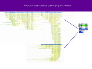 Tribolium super-scaffolds 
min confidence 10 
51 U 43 45 44 46 
The second scaffold from ChLG X aligned to scaffolds from a portion of 
ChLG 3 
ChLG 3 super! 
scaffold 
BNG consensus 
maps 
ChLG 3! 
scaffolds 
BNG consensus 
maps 
32 33 34 35 36 2 37 38 39 40 41 42 
ChLG 3 super! 
scaffold 
BNG consensus 
maps 
ChLG 3 super! 
scaffold 
BNG consensus 
 