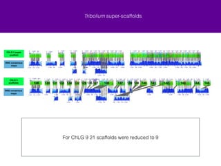 Tribolium super-scaffolds 
min confidence 10 
From ChLGX, 11 of the previous 13 scaffolds were joined with two unplaced scaffolds (U) into one super scaffold. 
Two unplaced scaffolds aligned to ChLG X 
ChLG X super! 
scaffold 
BNG consensus 
maps 
ChLG X! 
scaffolds 
BNG consensus 
maps 
U 3 4 5 6 7 U 8 9 10 11 12 13 
 