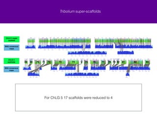 Tribolium super-scaffolds 
min confidence 10 
From ChLGX, 11 of the previous 13 scaffolds were joined with two unplaced scaffolds (U) into one super scaffold. 
4% Redundancy in alignment may be from assembly of haplotypes (generally 
observed as two BNG consensus maps aligning to the same in silico map) 
ChLG X super! 
scaffold 
BNG consensus 
maps 
ChLG X! 
scaffolds 
BNG consensus 
maps 
U 3 4 5 6 7 U 8 9 10 11 12 13 
 