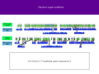 min confidence 10 
Tribolium super-scaffolds 
For ChLG 5 17 scaffolds were reduced to 4 
ChLG 5 super! 
scaffold 
BNG consensus 
maps 
ChLG 5! 
scaffolds 
BNG consensus 
maps 
69 68 70 71 72 73 74 U 75 76 77 78 79 80 81 82 83 
 