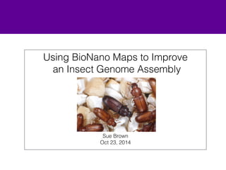 Using BioNano Maps to Improve 
an Insect Genome Assembly 
! 
! 
! 
! 
! 
! 
! 
! 
! 
Sue Brown 
Oct 23, 2014 
1 
 