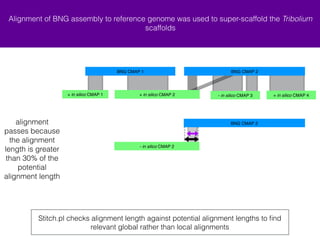 Alignment of BNG assembly to reference genome was used to super-scaffold the Tribolium 
scaffolds 
+ in silico CMAP 1 + in silico CMAP 4 
Stitch.pl estimates super scaffolds using alignments of scaffolds and 
assembled BNG molecules using BNG Refaligner 
in silico CMAP 
aligned as 
reference 
+ in silico CMAP 2 - in silico CMAP 3 
BNG CMAP 1 BNG CMAP 2 
20 
 