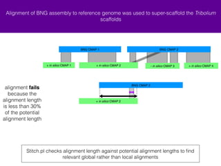 Alignment of BNG assembly to reference genome was used to super-scaffold the Tribolium 
scaffolds 
+ in silico CMAP 1 + in silico CMAP 4 
BNG CMAP 1 BNG CMAP 2 
+ in silico CMAP 1 + in silico CMAP 4 
BNG CMAP 1 BNG CMAP 2 
Stitch.pl estimates super scaffolds using alignments of scaffolds and 
assembled BNG molecules using BNG Refaligner 
in silico CMAP 
aligned as 
reference 
alignment is 
inverted and 
used as input for 
stitch 
+ in silico CMAP 2 - in silico CMAP 3 
+ in silico CMAP 4 
alignments are 
filtered based on 
alignment length 
relative total 
possible 
alignment length 
and confidence 
+ in silico CMAP 2 - in silico CMAP 3 
BNG CMAP 1 BNG CMAP 2 
+ in silico CMAP 2 - in silico CMAP 3 
+ in silico CMAP 1 
20 
 
