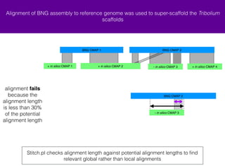 Alignment of BNG assembly to reference genome was used to super-scaffold the Tribolium 
BNG CMAP 1 BNG CMAP 2 
+ in silico...