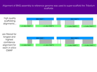 Alignment of BNG assembly to reference genome was used to super-scaffold the Tribolium 
scaffolds 
BNG CMAP 1 BNG CMAP 2 
+ in silico CMAP 1 + in silico CMAP 4 
+ in silico CMAP 2 - in silico CMAP 3 
+ in silico CMAP 2 
BNG CMAP 2 
Stitch.pl checks alignment length against potential alignment lengths to find 
relevant global rather than local alignments 
alignment fails 
because the 
alignment length 
is less than 30% 
of the potential 
alignment length 
25 
 