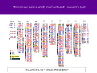 Molecular map markers used to anchor scaffolds to Chromosome builds 
Few X markers, no Y, variable marker density 
4 
 