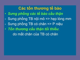 Các tổn thương tế bào
• Sưng phồng các tế bào cầu thận
- Sưng phồng TB nội mô => hẹp lòng mm
- Sưng phồng TB có chân => P niệu
• Tổn thương cầu thận tối thiểu:
do mất chân của TB có chân
 