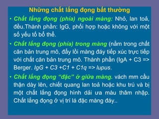 Những chất lắng đọng bất thường
• Chất lắng đọng (phía) ngoài màng: Nhỏ, lan toả,
đều.Thành phần: IgG, phối hợp hoặc không với một
số yếu tố bổ thể.
• Chất lắng đọng (phía) trong màng (nằm trong chất
căn bản trung mô, đẩy lồi màng đáy tiếp xúc trực tiếp
với chất căn bản trung mô. Thành phần (IgA + C3 =>
Berger. IgG + C3 +C1 + C1q => lupus.
• Chất lắng đọng “đặc” ở giữa màng. vách mm cầu
thận dày lên, chiết quang lan toả hoặc khu trú và bị
một chất lắng đọng hình dải ưa màu thâm nhập.
Chất lắng đọng ở vị trí lá đặc màng đáy..
 
