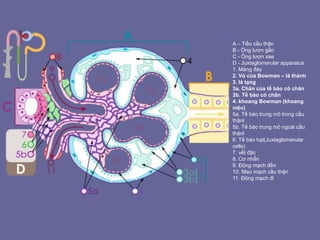 A – Tiểu cầu thận
B - Ống lượn gần
C - Ống lượn xae
D - Juxtaglomerular apparatus
1. Màng đáy
2. Vỏ của Bowman – lá thành
3. là tạng
3a. Chân của tế bào có chân
3b. Tế bào có chân
4. khoang Bowman (khoang
niệu)
5a. Tế bào trung mô trong cầu
thậnl
5b. Tế bào trung mô ngoài cầu
thậnl
6. Tế bào hạt(Juxtaglomerular
cells)
7. vết đặc
8. Cơ nhẵn
9. Động mạch đến
10. Mao mạch cầu thận
11. Động mạch đi
 