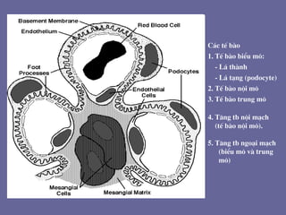 C¸c tÕ bµo
1. TÕ bµo biÓu m«:
- L¸ thµnh
- L¸ t¹ng (podocyte)
2. TÕ bµo néi m«
3. TÕ bµo trung m«
4. T¨ng tb néi m¹ch
(tÕ bµo néi m«).
5. T¨ng tb ngo¹i m¹ch
(biÓu m« vµ trung
m«)
 