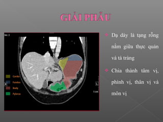  Dạ dày là tạng rỗng
nằm giữa thực quản
và tá tràng
 Chia thành tâm vị,
phình vị, thân vị và
môn vị
 