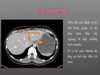  Mốc để xác định vị trí
nối thực quản và dạ
dày trên lớp cắt
ngang là dây chằng
tĩnh mạch.
 Ở vị trí này thành dạ
dày có thể dày đến 10
mm
 