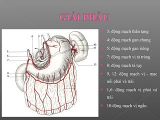  3: động mạch thân tạng
 4: động mạch gan chung
 5: động mạch gan riêng
 7: động mạch vị tá tràng
 8: động mạch tá tụy
 9, 12: động mạch vị - mạc
nối phải và trái
 1,6: động mạch vị phải và
trái
 10:động mạch vị ngắn.
 