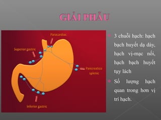  3 chuỗi hạch: hạch
bạch huyết dạ dày,
hạch vị-mạc nối,
hạch bạch huyết
tụy lách
 Số lượng hạch
quan trong hơn vị
trí hạch.
 