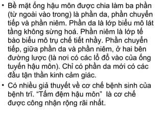 • Bề mặt ống hậu môn được chia làm ba phần
(từ ngoài vào trong) là phần da, phần chuyển
tiếp và phần niêm. Phần da là lớp biểu mô lát
tầng không sừng hoá. Phần niêm là lớp tế
bào biểu mô trụ chế tiết nhầy. Phần chuyển
tiếp, giữa phần da và phần niêm, ở hai bên
đường lược (là nơi có các lổ đổ vào của ống
tuyến hậu môn). Chỉ có phần da mới có các
đầu tận thần kinh cảm giác.
• Có nhiều giả thuyết về cơ chế bệnh sinh của
bệnh trĩ. “Tấm đệm hậu môn” là cơ chế
được công nhận rộng rãi nhất.
 