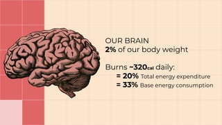 OUR BRAIN
2% of our body weight
Burns ~320cal daily:
= 20% Total energy expenditure
= 33% Base energy consumption
 