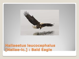 Haliaeetus leucocephalus
[Haliae-lc.] : Bald Eagle
 