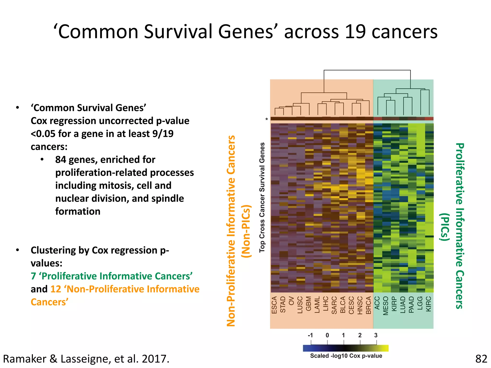 Scaled -log10 Cox p-value
-1 2 30 1
‘Common	Survival	Genes’	across	19	cancers
Proliferative	Informative	Cancers	
	(PICs)
82
ESCA
STAD
OV
LUSC
GBM
LAML
LIHC
SARC
BLCA
CESC
HNSC
BRCA
ACC
MESO
KIRP
LUAD
PAAD
LGG
KIRC
TopCrossCancerSurvivalGenes
*
C
Non-Proliferative	Informative	Cancers	
(Non-PICs)
• ‘Common	Survival	Genes’	
Cox	regression	uncorrected	p-value	
<0.05	for	a	gene	in	at	least	9/19	
cancers:	
• 84	genes,	enriched	for	
proliferation-related	processes	
including	mitosis,	cell	and	
nuclear	division,	and	spindle	
formation		
• Clustering	by	Cox	regression	p-
values:			
7	‘Proliferative	Informative	Cancers’	
and	12	‘Non-Proliferative	Informative	
Cancers’	
Ramaker	&	Lasseigne,	et	al.	2017.
 