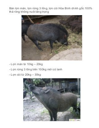 Bán lợn mán, lợn rừng 3 lông, lợn còi Hòa Bình chính gốc 100%
thả rông không nuôi tăng trọng

- Lợn mán từ 10kg – 20kg
- Lợn rừng 3 lông trên 100kg mới có lanh
- Lợn còi từ 20kg – 30kg

 