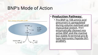 BNP in Heart failure (Final Version).pptx