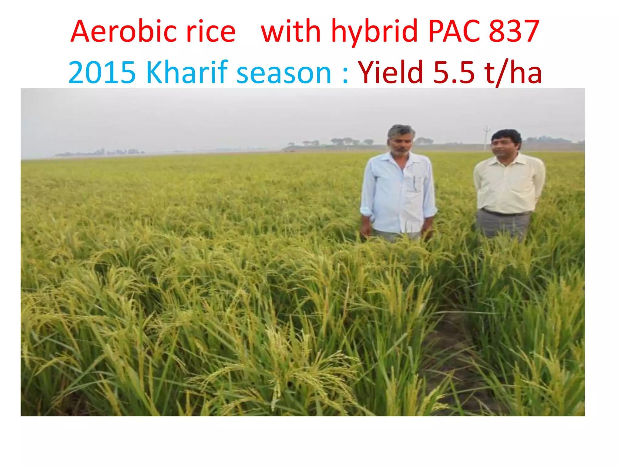 Aerobic rice with hybrid PAC 837
2015 Kharif season : Yield 5.5 t/ha
 