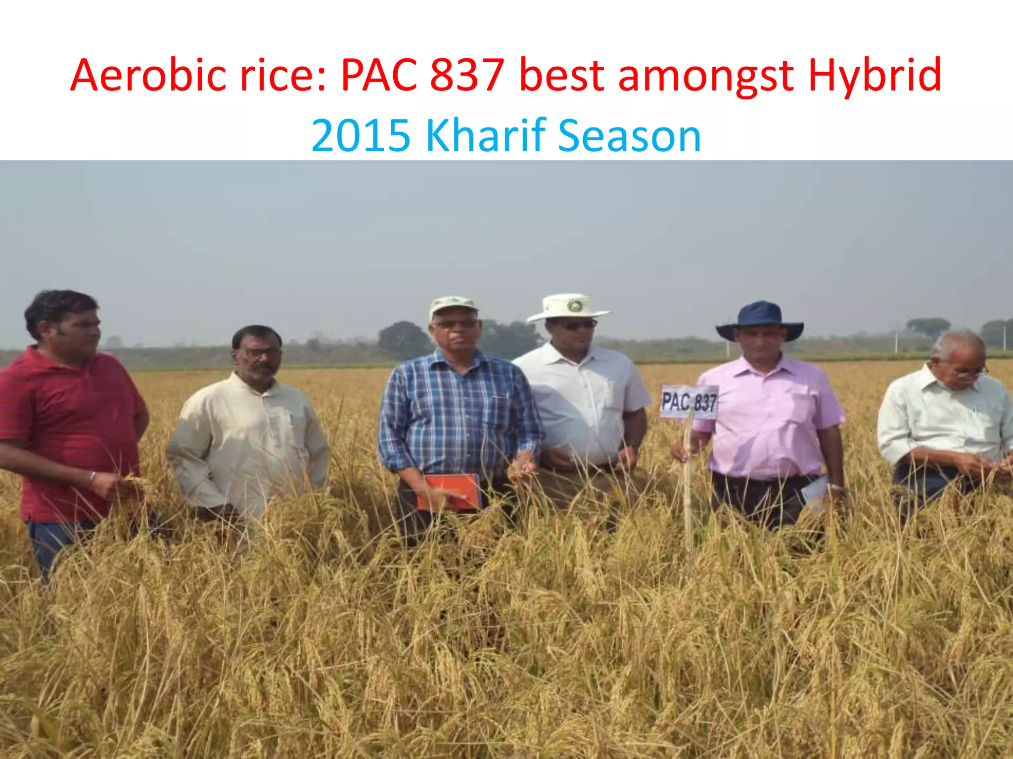 Aerobic rice: PAC 837 best amongst Hybrid
2015 Kharif Season
 