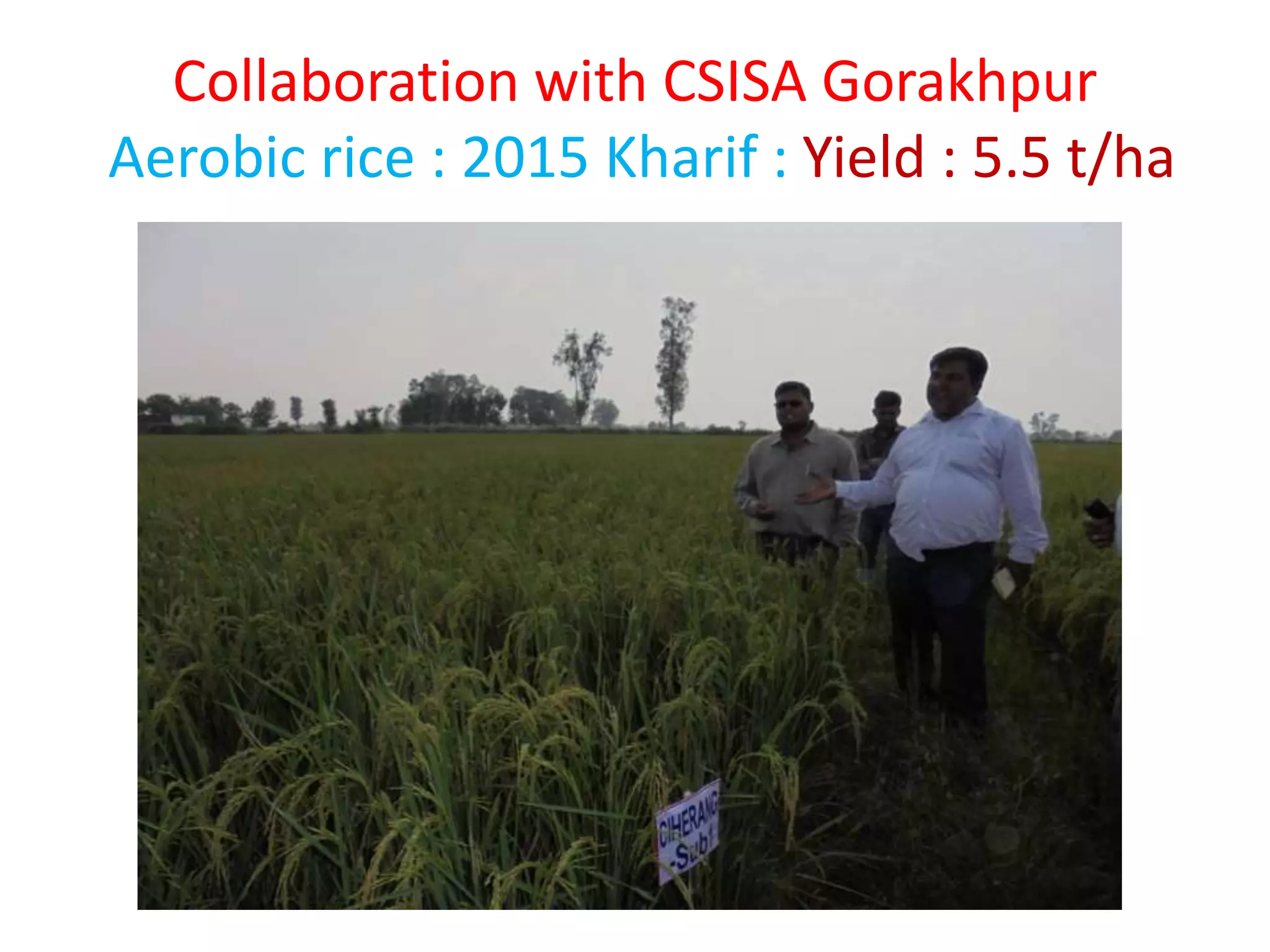 Collaboration with CSISA Gorakhpur
Aerobic rice : 2015 Kharif : Yield : 5.5 t/ha
 