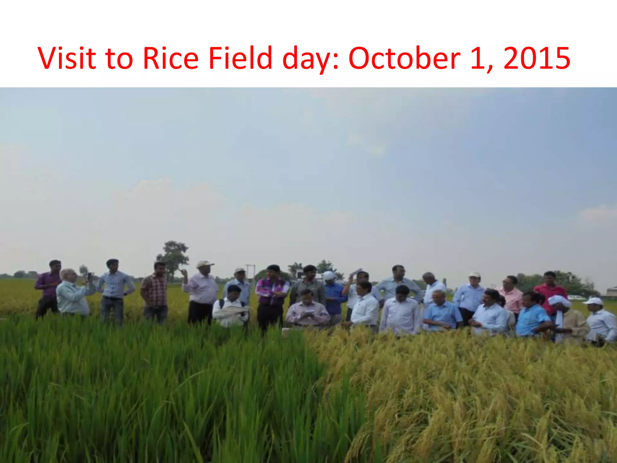 Visit to Rice Field day: October 1, 2015
 
