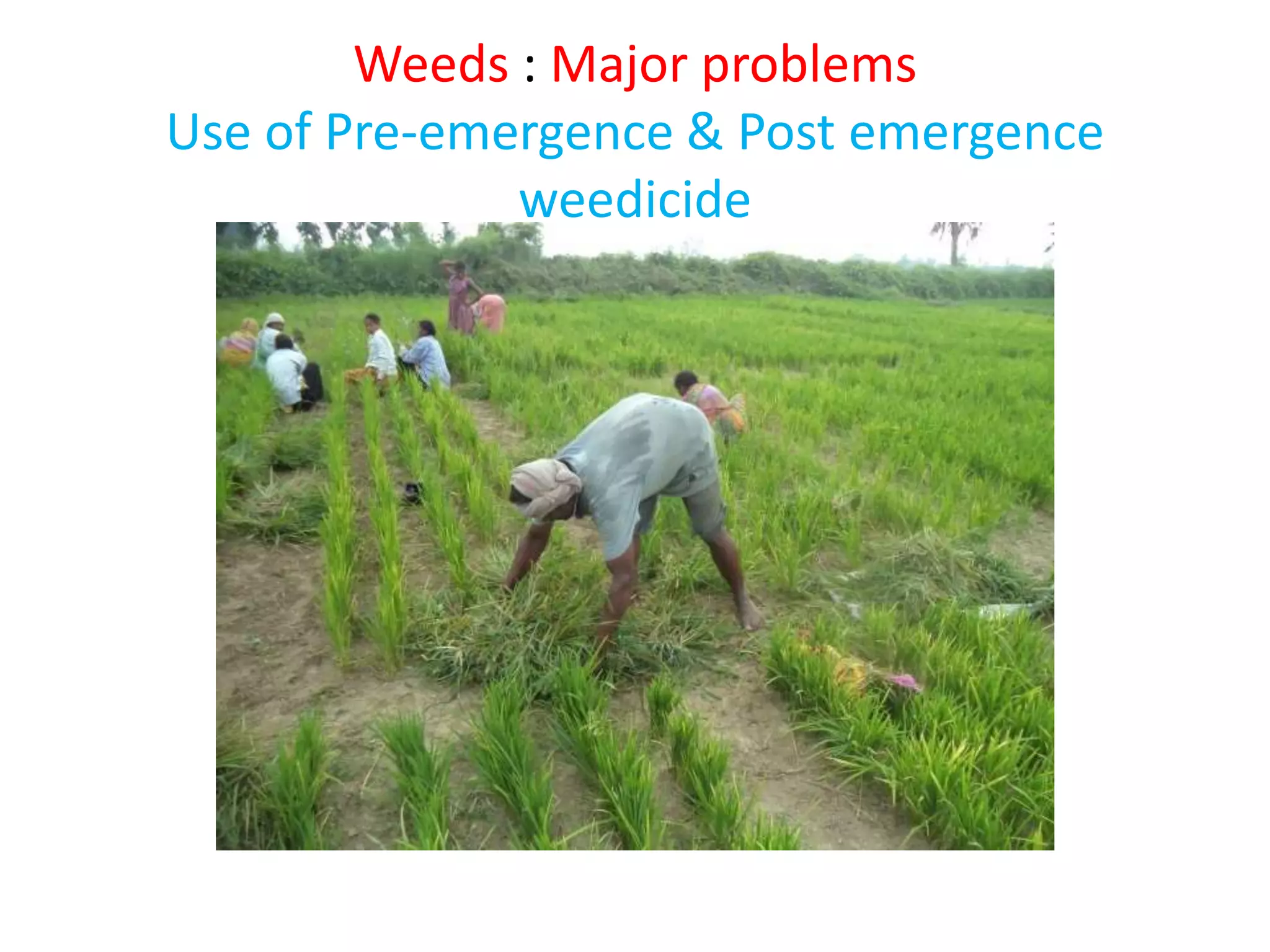 Weeds : Major problems
Use of Pre-emergence & Post emergence
weedicide
 
