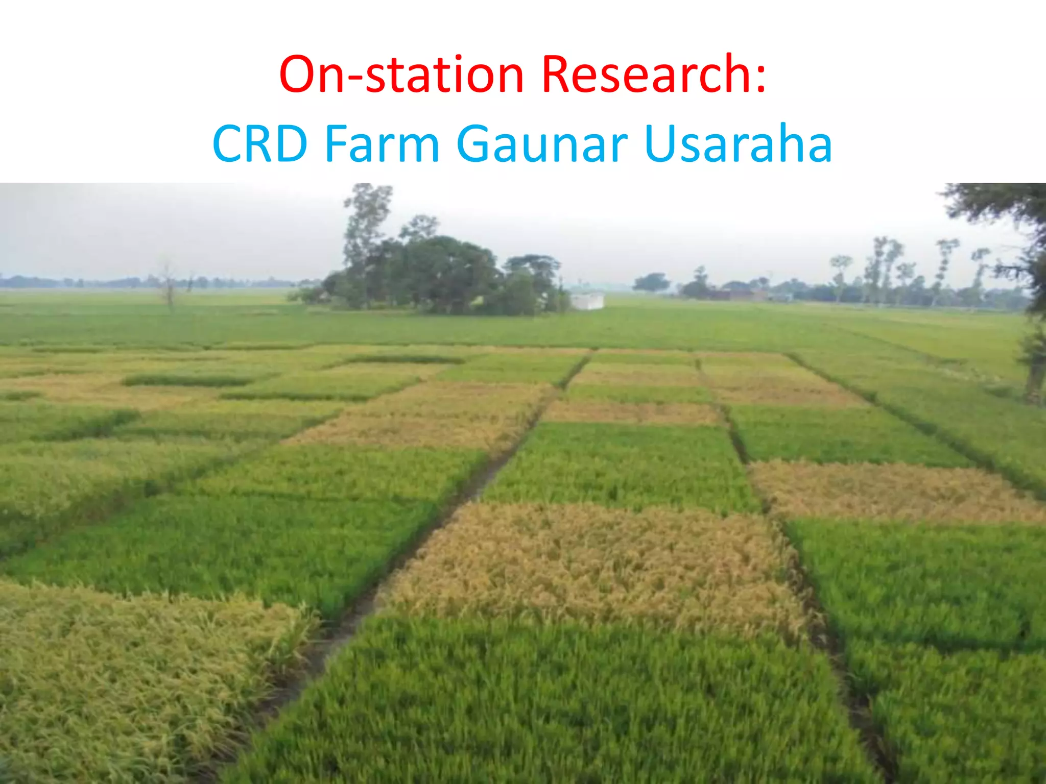 On-station Research:
CRD Farm Gaunar Usaraha
 