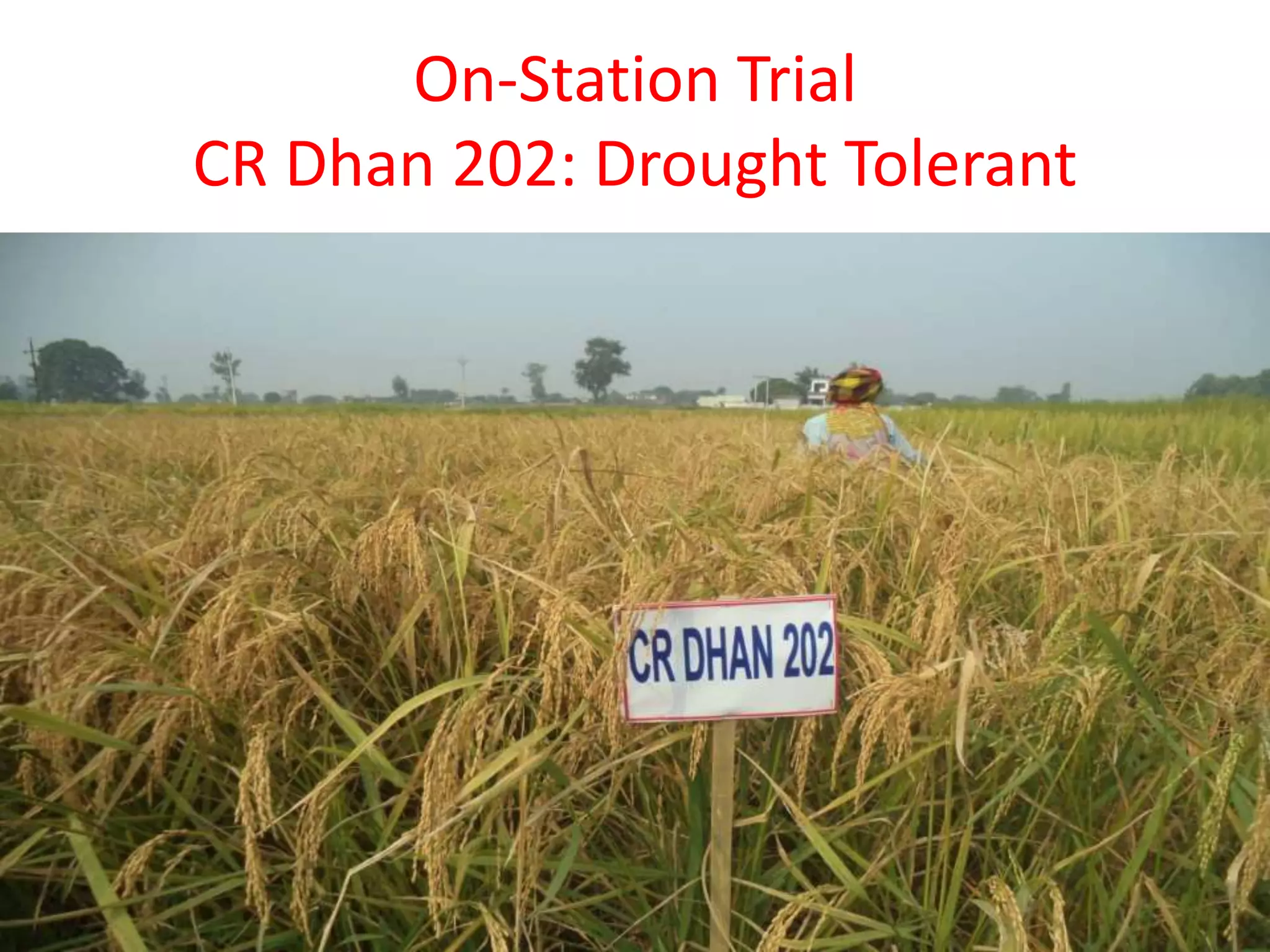 On-Station Trial
CR Dhan 202: Drought Tolerant
 