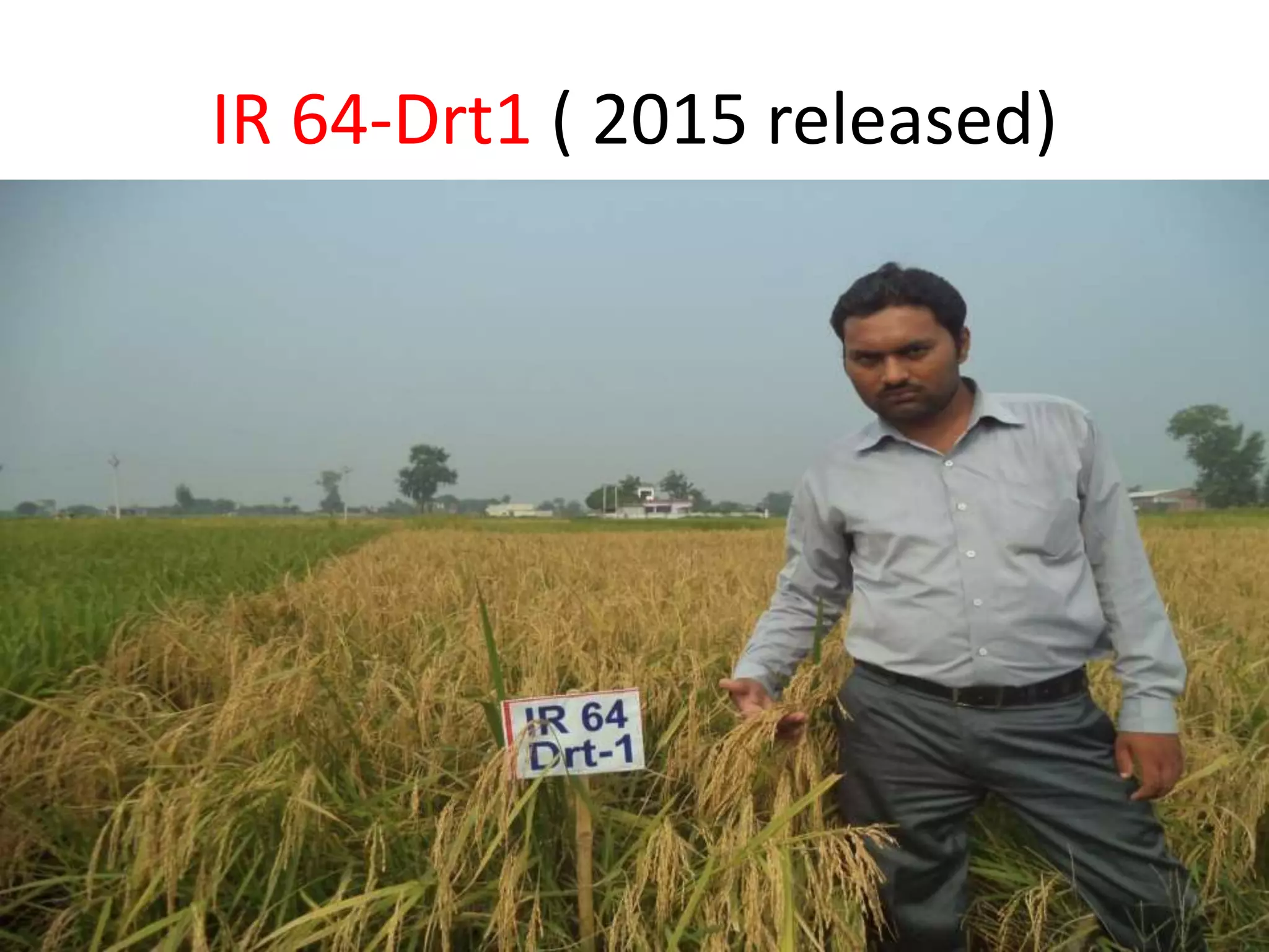 IR 64-Drt1 ( 2015 released)
 