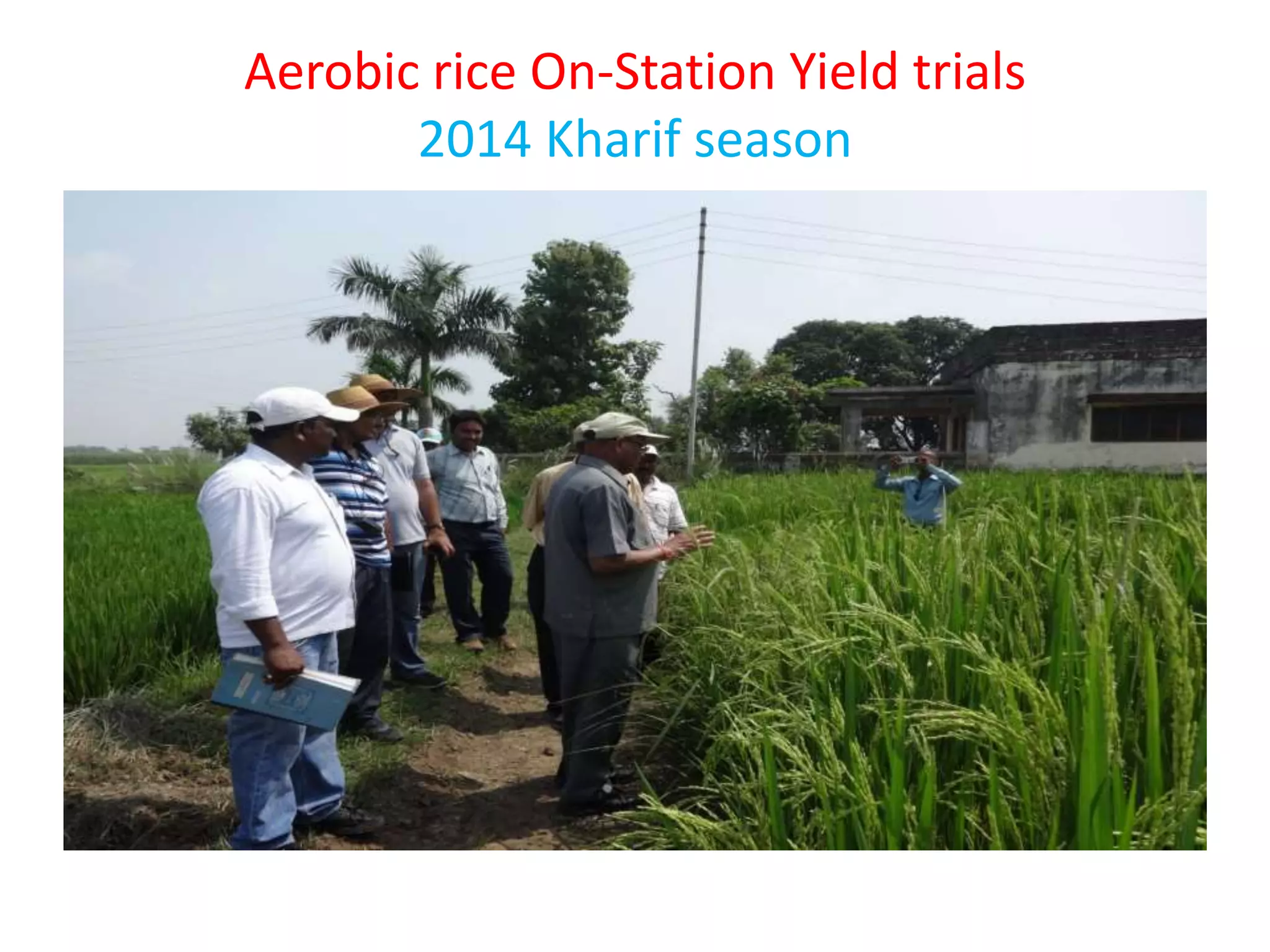 Aerobic rice On-Station Yield trials
2014 Kharif season
 
