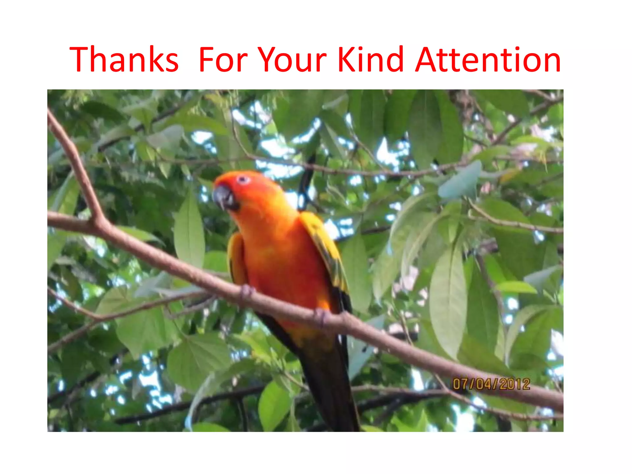 Thanks For Your Kind Attention
 