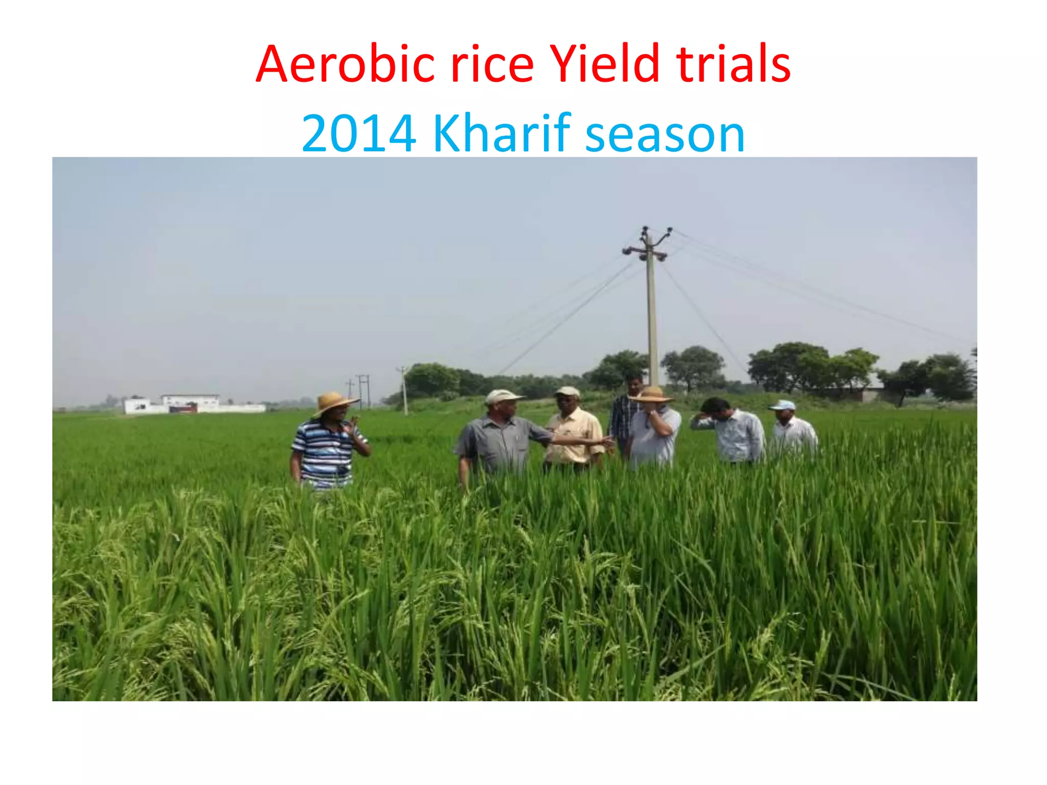 Aerobic rice Yield trials
2014 Kharif season
 