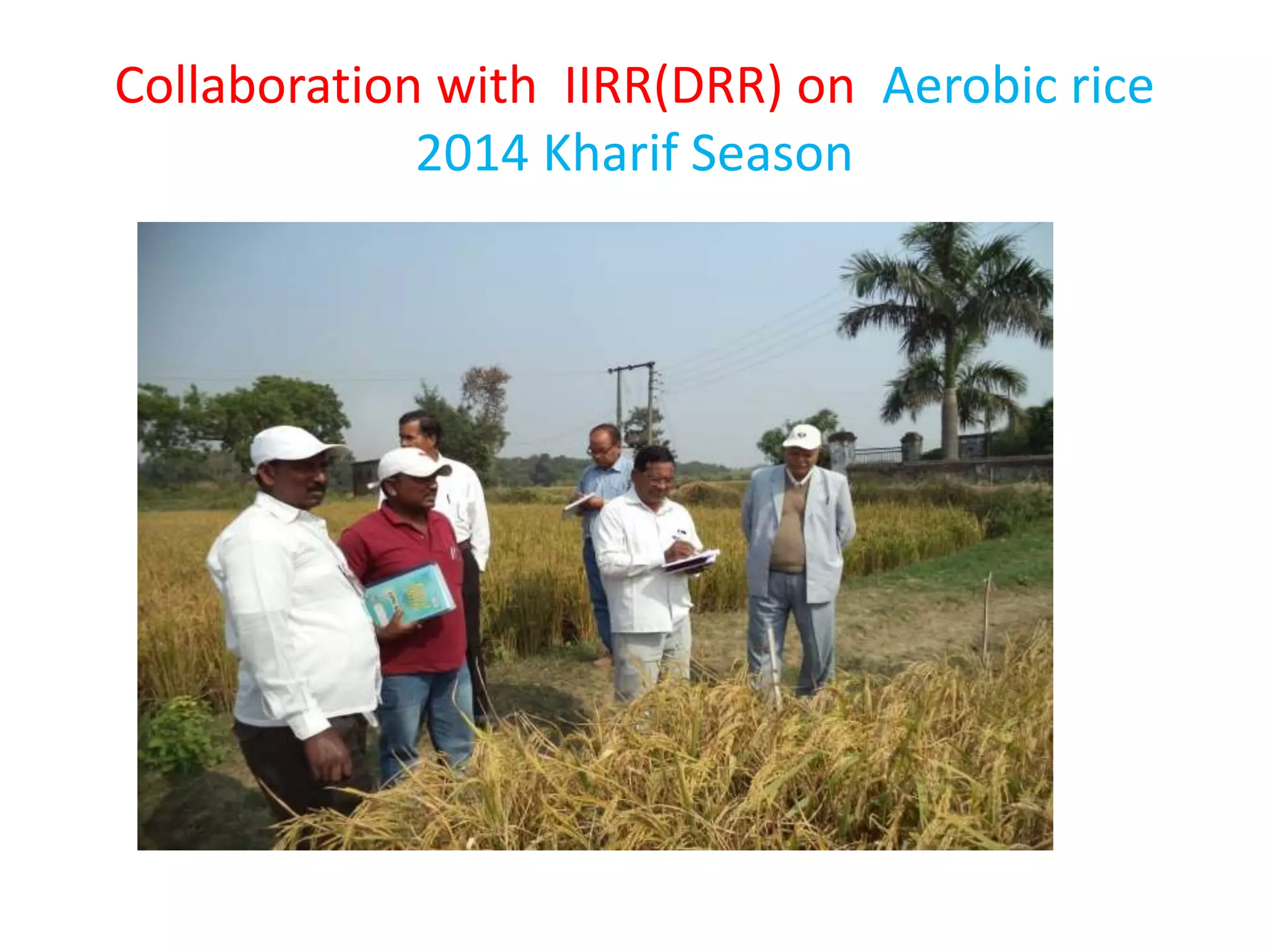 Collaboration with IIRR(DRR) on Aerobic rice
2014 Kharif Season
 