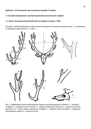 156
Додаток 1 до Положення про мисливські трофеї в України
1. Способи вимірювання і критерії оцінювання мисливських трофеїв
1.1. Олень благородний [лісовий] (Cervus elaphus Linnaeus, 1758)
Способи і прийоми вимірювання рогів оленя благородного (лісового) показані на рис. 1, а оцінювання
їх трофейних характеристик – в табл. 1.
Рис. 1. Вимірювання рогів і відпилювання черепа оленя благородного (лісового): 1 – довжина
стовбура, 2 – довжина очного пасинку, 3 – довжина середнього пасинку, 4 – окружність розетки
(віночка), 5, 6 – нижня і верхня окружність стовбура, 7 – довжина інших пасинків, 8 – правильне
обпилювання черепу, 9 – розлогість рогів.
 