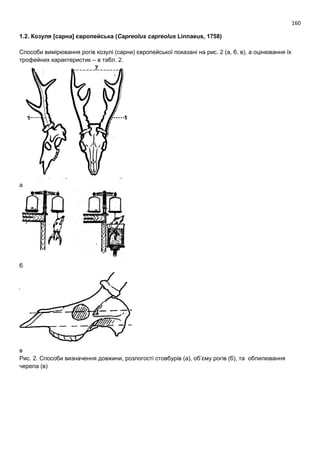 160
1.2. Козуля [сарна] європейська (Capreolus capreolus Linnaeus, 1758)
Способи вимірювання рогів козулі (сарни) європейської показані на рис. 2 (а, б, в), а оцінювання їх
трофейних характеристик – в табл. 2.
а
б
в
Рис. 2. Способи визначення довжини, розлогості стовбурів (а), об’єму рогів (б), та обпилювання
черепа (в)
 