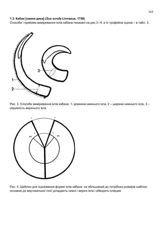 163
1.3. Кабан [свиня дика] (Sus scrofa Linnaeus, 1758)
Способи і прийоми вимірювання іклів кабана показані на рис.3 і 4, а їх трофейна оцінка – в табл. 3.
Рис. 3. Способи вимірювання іклів кабана: 1- довжина нижнього ікла, 2 – ширина нижнього ікла, 3 –
окружність верхнього ікла
Рис. 4. Шаблон для оцінювання форми іклів кабана: на збільшений до потрібних розмірів шаблон
основою до вертикальної лінії укладають нижні і верхні ікла і обводять олівцем
 