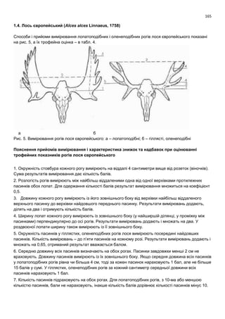 165
1.4. Лось європейський (Alces alces Linnaeus, 1758)
Способи і прийоми вимірювання лопатоподібних і оленеподібних рогів лося європейського показані
на рис. 5, а їх трофейна оцінка – в табл. 4.
а б
Рис. 5. Вимірювання рогів лося європейського: а – лопатоподібні; б – гіллясті, оленеподібні
Пояснення прийомів вимірювання і характеристика знижок та надбавок при оцінюванні
трофейних показників рогів лося європейського
1. Окружність стовбура кожного рогу вимірюють на віддалі 4 сантиметри вище від розеток (віночків).
Сума результатів вимірювання дає кількість балів.
2. Розлогість рогів вимірюють між найбільш віддаленими одна від одної верхівками протилежних
пасинків обох лопат. Для одержання кількості балів результат вимірювання множиться на коефіцієнт
0,5.
3. Довжину кожного рогу вимірюють із його зовнішнього боку від верхівки найбільш віддаленого
верхнього пасинку до верхівки найдовшого переднього пасинку. Результати вимірювань додають,
ділять на два і отримують кількість балів.
4. Ширину лопат кожного рогу вимірюють із зовнішнього боку (у найширшій ділянці, у проміжку між
пасинками) перпендикулярно до осі рогів. Результати вимірювань додають і множать на два. У
роздвоєної лопати ширину також вимірюють із її зовнішнього боку.
5. Окружність пасинків у гіллястих, оленеподібних рогів лося вимірюють посередині найдовших
пасинків. Кількість вимірювань – до п’яти пасинків на кожному розі. Результати вимірювань додають і
множать на 0,65, отриманий результат вважається балом.
6. Середню довжину всіх пасинків визначають на обох рогах. Пасинки завдовжки менші 2 см не
враховують. Довжину пасинків вимірюють із їх зовнішнього боку. Якщо середня довжина всіх пасинків
у лопатоподібних рогів рівна чи більша 4 см, тоді за кожен пасинок нараховують 1 бал, але не більше
15 балів у сумі. У гіллястих, оленеподібних рогів за кожний сантиметр середньої довжини всіх
пасинків нараховують 1 бал.
7. Кількість пасинків підраховують на обох рогах. Для лопатоподібних рогів, з 10-ма або меншою
кількістю пасинків, бали не нараховують, інакше кількість балів дорівнює кількості пасинків мінус 10.
 