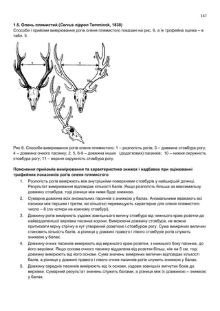 167
1.5. Олень плямистий (Cervus nippon Temminck, 1838)
Способи і прийоми вимірювання рогів оленя плямистого показані на рис. 6, а їх трофейна оцінка – в
табл. 5.
Рис 6. Способи вимірювання рогів оленя плямистого: 1 – розлогість рогів; 3 – довжина стовбура рогу;
4 – довжина очного пасинку; 2, 5, 6-9 – довжина інших (додаткових) пасинків; 10 – нижня окружність
стовбура рогу; 11 – верхня окружність стовбура рогу.
Пояснення прийомів вимірювання та характеристика знижок і надбавок при оцінюванні
трофейних показників рогів оленя плямистого
1. Розлогість рогів вимірюють між внутрішніми поверхнями стовбурів у найширшій ділянці.
Результат вимірювання відповідає кількості балів. Якщо розлогість більша за максимальну
довжину стовбура, тоді різниця між ними буде знижкою.
2. Сумарна довжина всіх аномальних пасинків є знижкою у балах. Аномальними вважають всі
пасинки між першим і третім, які кількісно перевищують характерне для оленя плямистого
число – 8 (по чотири на кожному стовбурі).
3. Довжину рогів вимірюють уздовж зовнішнього вигину стовбура від нижнього краю розетки до
найвіддаленішої верхівки пасинка корони. Вимірюючи довжину стовбура, не можна
притискати мірну стрічку в кут утворений розеткою і стовбуром рогу. Сума виміряних величин
становить кількість балів, а різниця у довжині правого і лівого стовбурів рогів служить
знижкою у балах.
4. Довжину очних пасинків вимірюють від верхнього краю розетки, з нижнього боку пасинка, до
його верхівки. Якщо основа очного пасинку віддалена від розетки більш, ніж на 5 см, тоді
довжину вимірюють від його основи. Сума значень виміряних величин відповідає кількості
балів, а різниця у довжині правого і лівого очних пасинків рогів служить знижкою у балах.
5. Довжину середніх пасинків вимірюють від їх основи, уздовж зовнішніх вигнутих боків до
верхівки. Сумарний результат значень служить балами, а різниця між їх довжиною – знижкою
у балах.
 