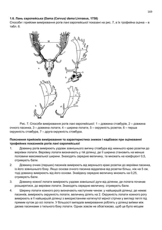 169
1.6. Лань європейська (Dama (Cervus) dama Linnaeus, 1758)
Способи і прийоми вимірювання рогів лані європейської показані на рис. 7, а їх трофейна оцінка – в
табл. 6.
Рис. 7. Способи вимірювання рогів лані європейської: 1 – довжина стовбурів, 2 – довжина
очного пасинка, 3 – довжина лопати, 4 – ширина лопати, 5 – окружність розетки, 6 – перша
окружність стовбура, 7 – друга окружність стовбура.
Пояснення прийомів вимірювання та характеристика знижок і надбавок при оцінюванні
трофейних показників рогів лані європейської
1. Довжину рогів вимірюють уздовж зовнішнього вигину стовбура від нижнього краю розетки до
верхівки лопати. Верхівку лопати визначають у тій ділянці, де її ширина становить на менше
половини максимальної ширини. Знаходять середню величину, та множать на коефіцієнт 0,5,
отримують бали.
2. Довжину очних (перших) пасинків вимірюють від верхнього краю розетки до верхівки пасинка,
із його зовнішнього боку. Якщо основа очного пасинка віддалена від розетки більш, ніж на 5 см,
тоді довжину вимірюють від його основи. Знайдену середню величину множать на 0,25,
отримують бали.
3. Довжину кожної лопати вимірюють уздовж зовнішньої дуги від ділянки, де лопата починає
розширятися, до верхівки лопати. Знаходять середню величину, отримують бали.
4. Ширину лопати кожного рогу визначають наступним чином: у найширшій ділянці, де немає
пасинків, вимірюють окружність лопати, величину ділять на 2. Окружність лопати кожного рогу
вимірюють в її найширшій ділянці з використанням натягнутої мірної стрічки у вигляді петлі під
прямим кутом до осі лопати. У більшості випадків вимірювання роблять у ділянці виїмки між
двома пасинками з тильного боку лопати. Однак зовсім не обов’язково, щоб це було місцем
 
