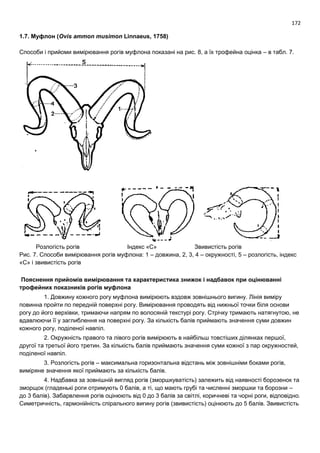 172
1.7. Муфлон (Ovis ammon musimon Linnaeus, 1758)
Способи і прийоми вимірювання рогів муфлона показані на рис. 8, а їх трофейна оцінка – в табл. 7.
Розлогість рогів Індекс «С» Звивистість рогів
Рис. 7. Способи вимірювання рогів муфлона: 1 – довжина, 2, 3, 4 – окружності, 5 – розлогість, індекс
«С» і звивистість рогів
Пояснення прийомів вимірювання та характеристика знижок і надбавок при оцінюванні
трофейних показників рогів муфлона
1. Довжину кожного рогу муфлона вимірюють вздовж зовнішнього вигину. Лінія виміру
повинна пройти по передній поверхні рогу. Вимірювання проводять від нижньої точки біля основи
рогу до його верхівки, тримаючи напрям по волосяній текстурі рогу. Стрічку тримають натягнутою, не
вдавлюючи її у заглиблення на поверхні рогу. За кількість балів приймають значення суми довжин
кожного рогу, поділеної навпіл.
2. Окружність правого та лівого рогів вимірюють в найбільш товстіших ділянках першої,
другої та третьої його третин. За кількість балів приймають значення суми кожної з пар окружностей,
поділеної навпіл.
3. Розлогість рогів – максимальна горизонтальна відстань між зовнішніми боками рогів,
виміряне значення якої приймають за кількість балів.
4. Надбавка за зовнішній вигляд рогів (зморшкуватість) залежить від наявності борозенок та
зморщок (гладенькі роги отримують 0 балів, а ті, що мають грубі та численні зморшки та борозни –
до 3 балів). Забарвлення рогів оцінюють від 0 до 3 балів за світлі, коричневі та чорні роги, відповідно.
Симетричність, гармонійність спірального вигину рогів (звивистість) оцінюють до 5 балів. Звивистість
 